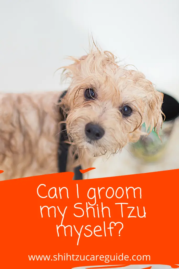 Can I groom my Shih Tzu myself? www.shihtzucareguide.com