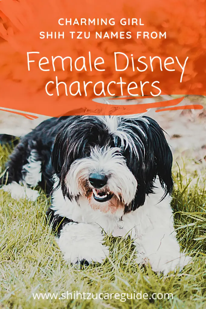 Charming girl Shih Tzu names from female Disney characters  www.shihtzucareguide.com