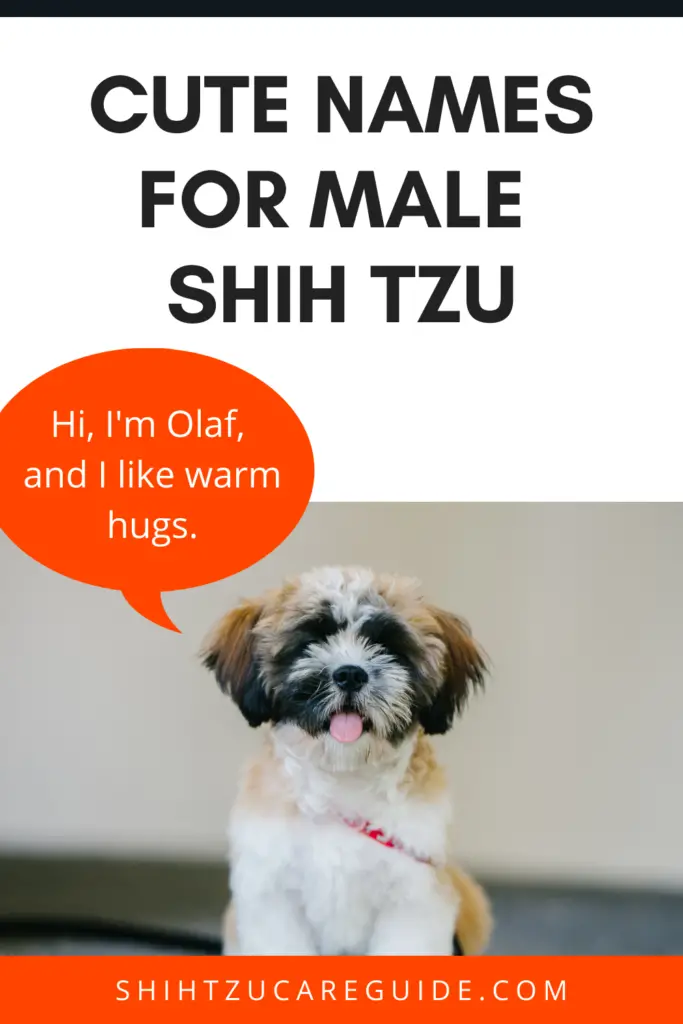 Cute names for male shih tzu www.shihtzucareguide.com