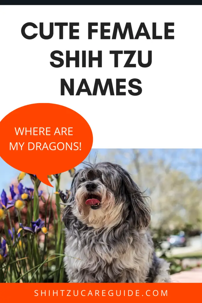 cute female shih tzu names www.shihtzucareguide.com