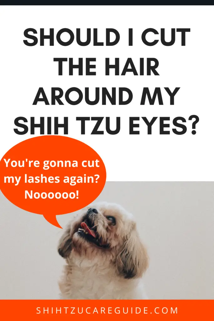 Should I cut the hair around my Shih Tzu eyes? Should you cut Shih Tzu eyelashes? www.shitzucareguide.com