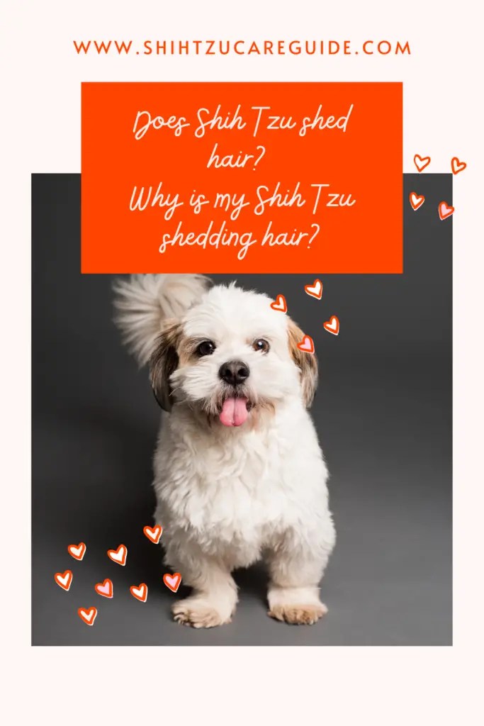 Does Shih Tzu shed hair? Why is my Shih Tzu shedding hair? www.shihtzucareguide.com