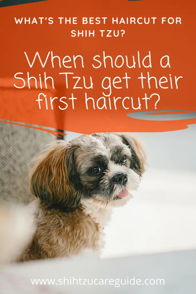What is the best haircut for Shih Tzu? When should a Shih Tzu get their first haircut?   www.shihtzucareguide.com