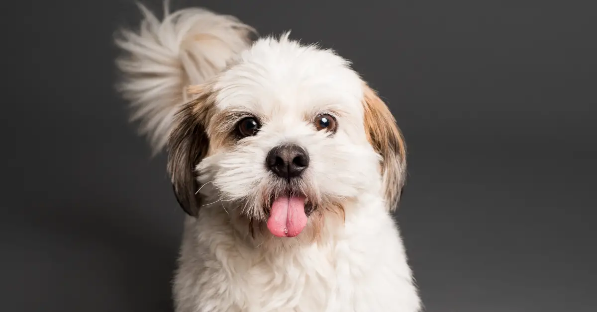 Shih tzu hair outlet shedding