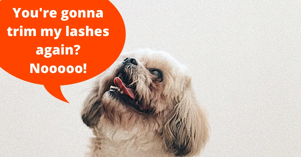 Should I cut the hair around my Shih Tzu eyes? Should you cut Shih Tzu