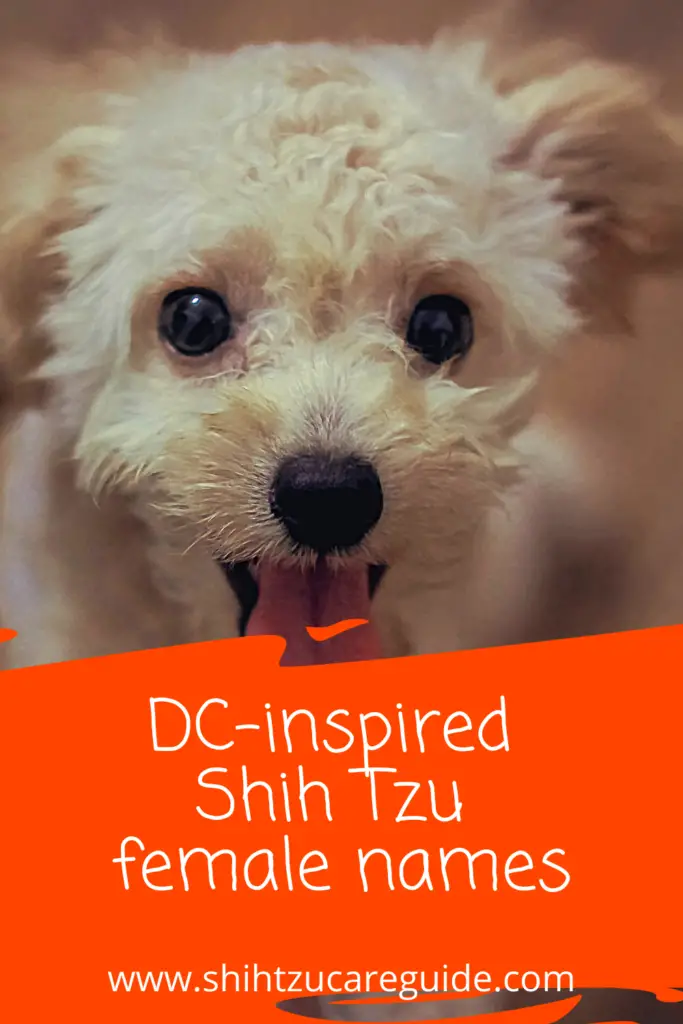 DC inspired Shih Tzu female names www.shihtzucareguide.com