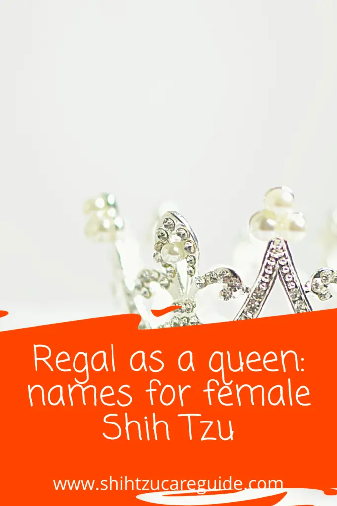 Regal as a queen: names for female shih tzu www.shihtzucareguide.com
