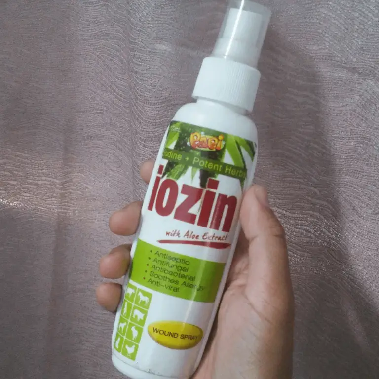 Help! My Shih Tzu has a yeast infection Shih Tzu Care Guide