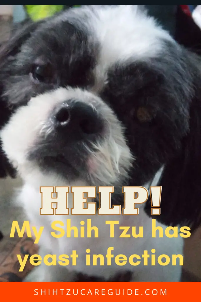 Help My Shih Tzu has a yeast infection www.shihtzucareguide.com