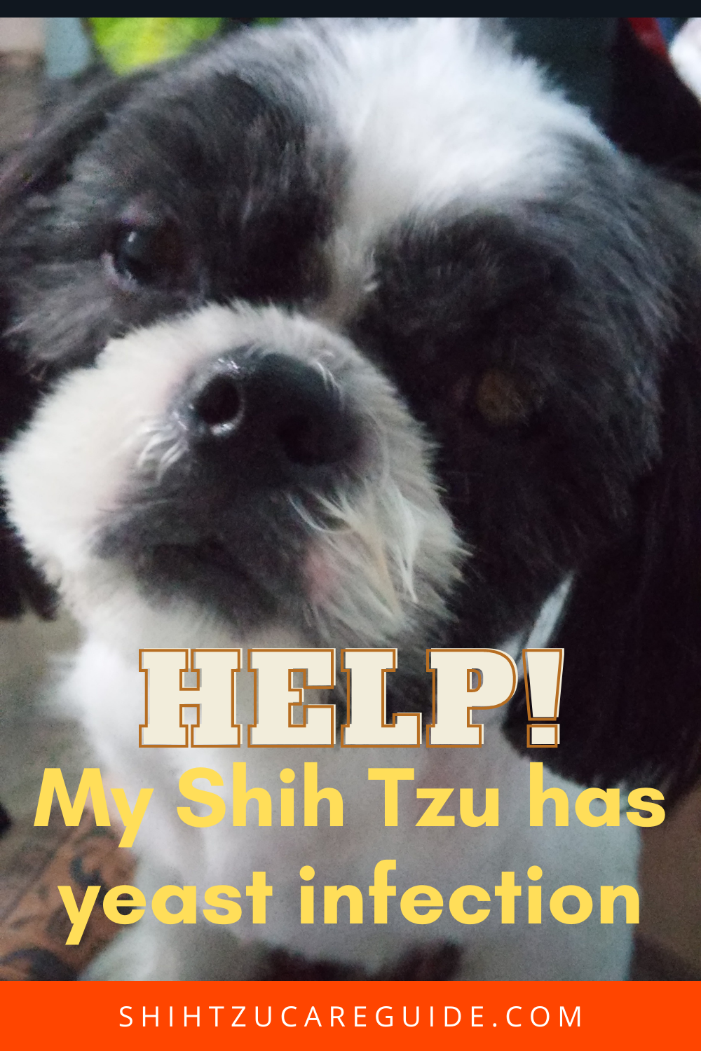 Help! My Shih Tzu has a yeast infection Shih Tzu Care Guide