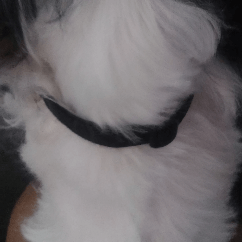 Should I leave the collar on my Shih Tzu all day? www.shihtzucareguide.com