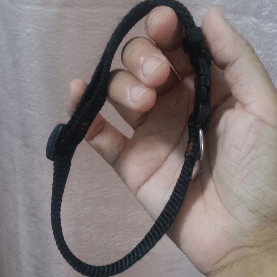 Should I leave the collar on my Shih Tzu all day? Shih Tzu Care Guide