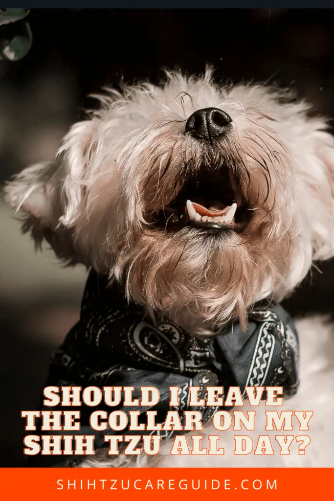 Should-I-leave-the-collar-on-my-Shih-Tzu-all-day-www.shihtzucareguide.com