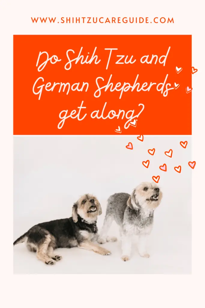 Do Shih Tzu and German Shepherds get along www.shihtzucareguide.com