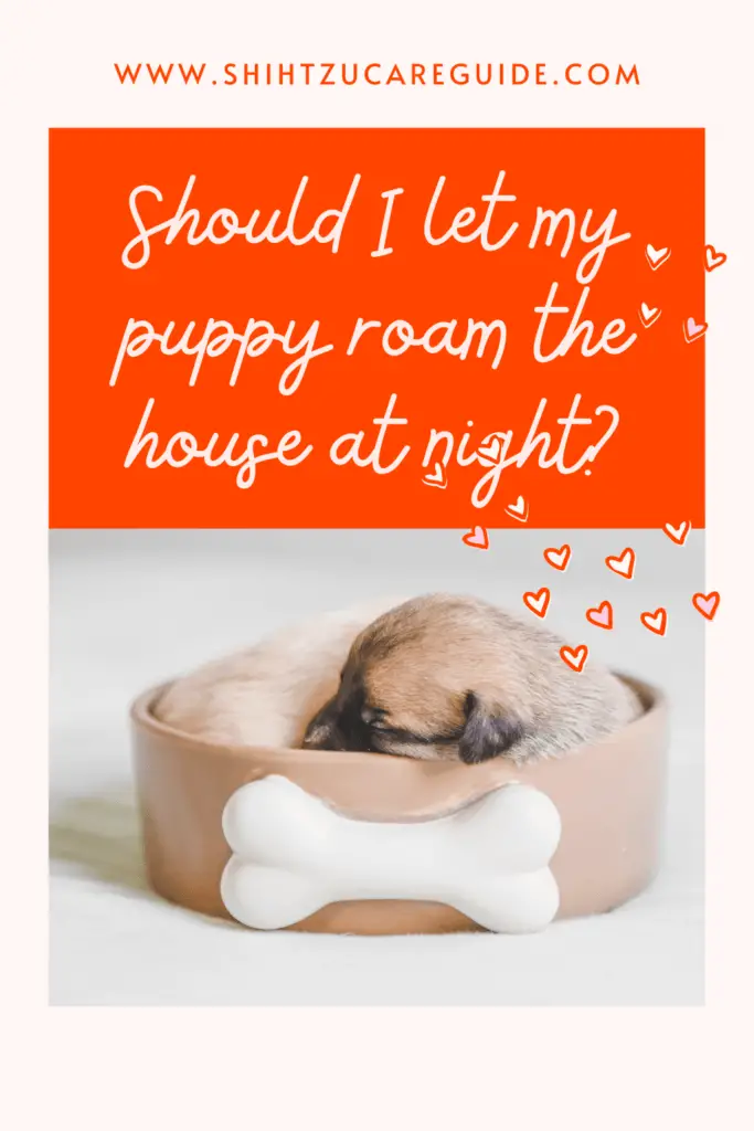 Should I let my puppy roam the house at night? www.shihtzucareguide.com