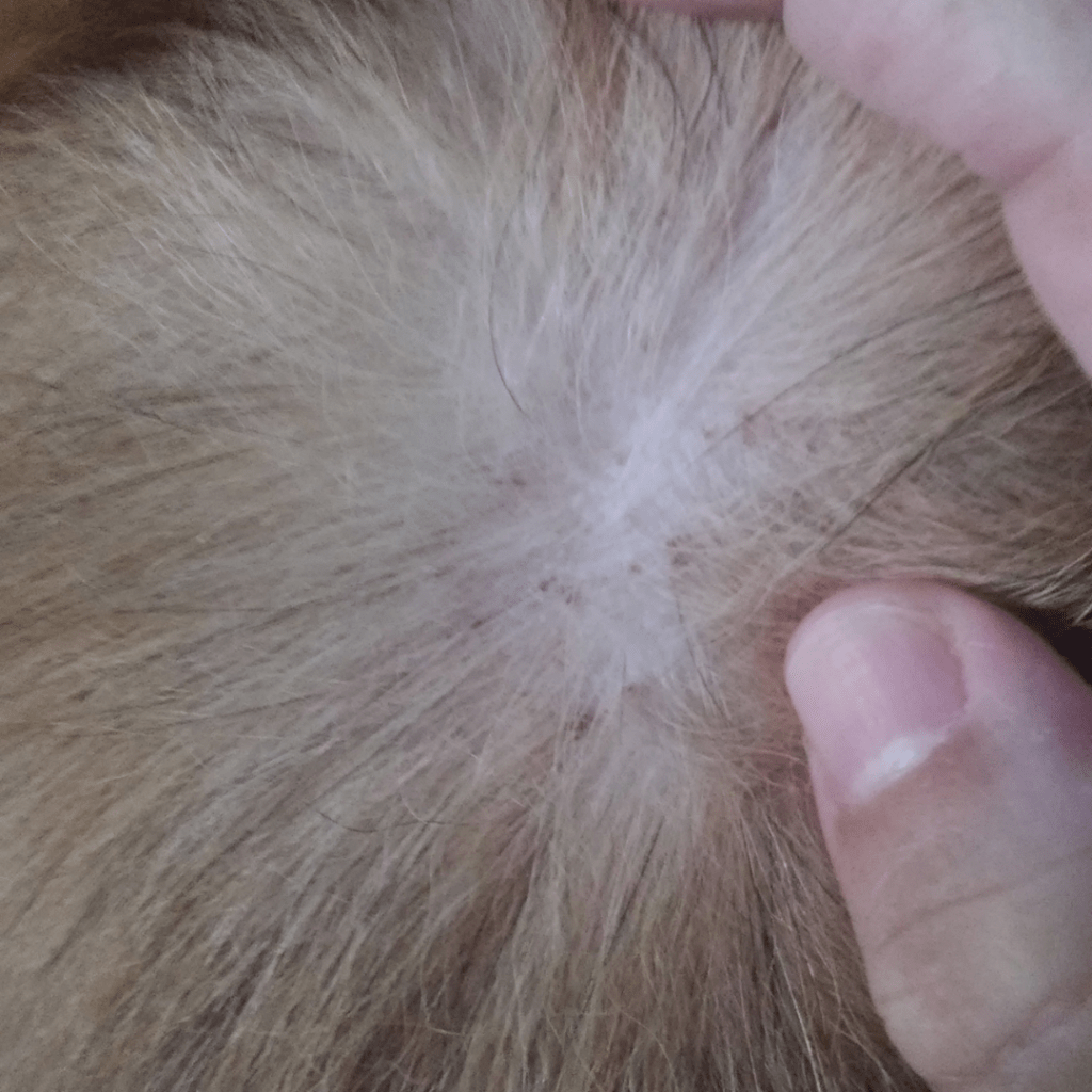 Scabs from ticks and fleas 