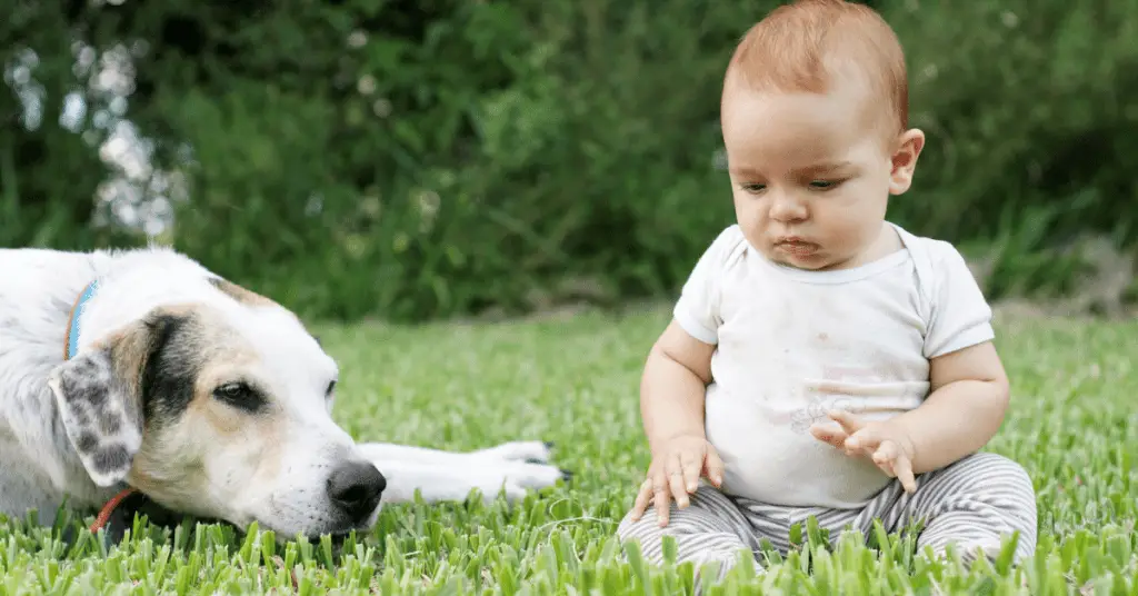 Is getting rid of a dog because of baby makes you a bad parent? www.shihtzucareguide.com
