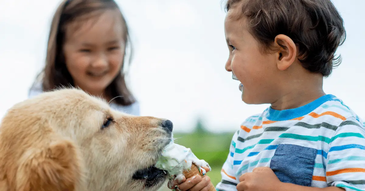 Is lactosefree ice cream safe for dogs? +Doggyapproved recipes inside Shih Tzu Care Guide