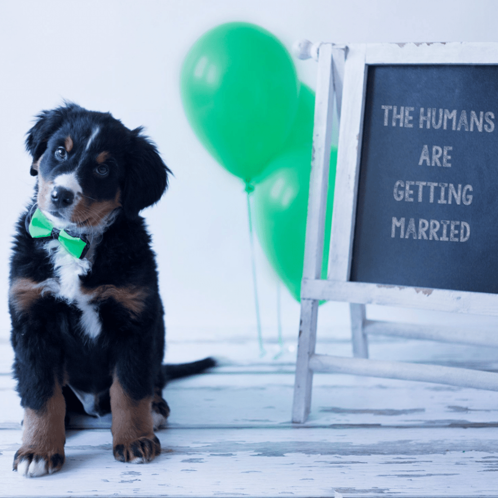 Can I bring my dog to a wedding? www.shihtzucareguide.com
