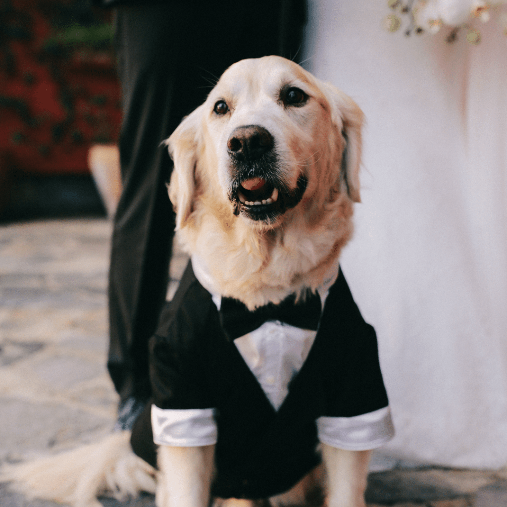 Can I bring my dog to a wedding? www.shihtzucareguide.com