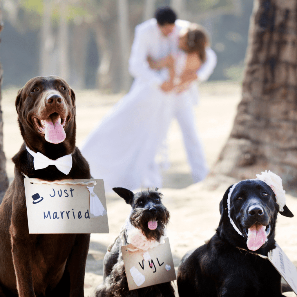 Can I bring my dog to a wedding? www.shihtzucareguide.com