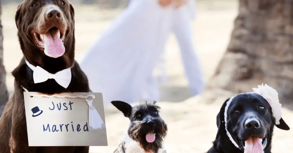 Can-I-bring-my-dog-to-a-wedding-www.shihtzucareguide.com_