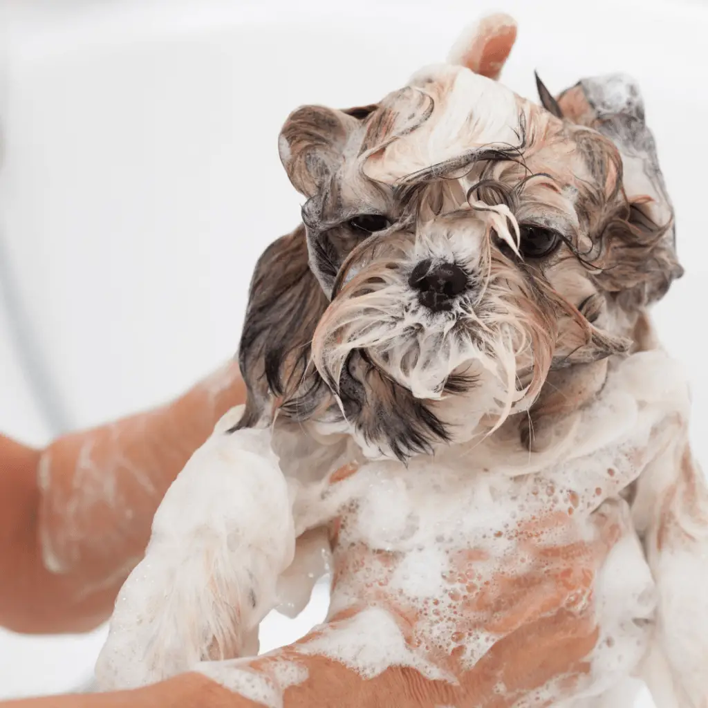 Why does my Shih Tzu smell even after a bath www.shihtzucareguide.com