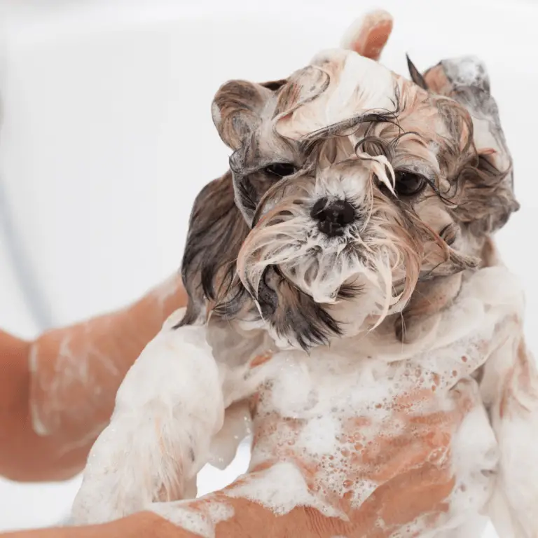 Why does my Shih Tzu smell even after a bath Shih Tzu Care Guide