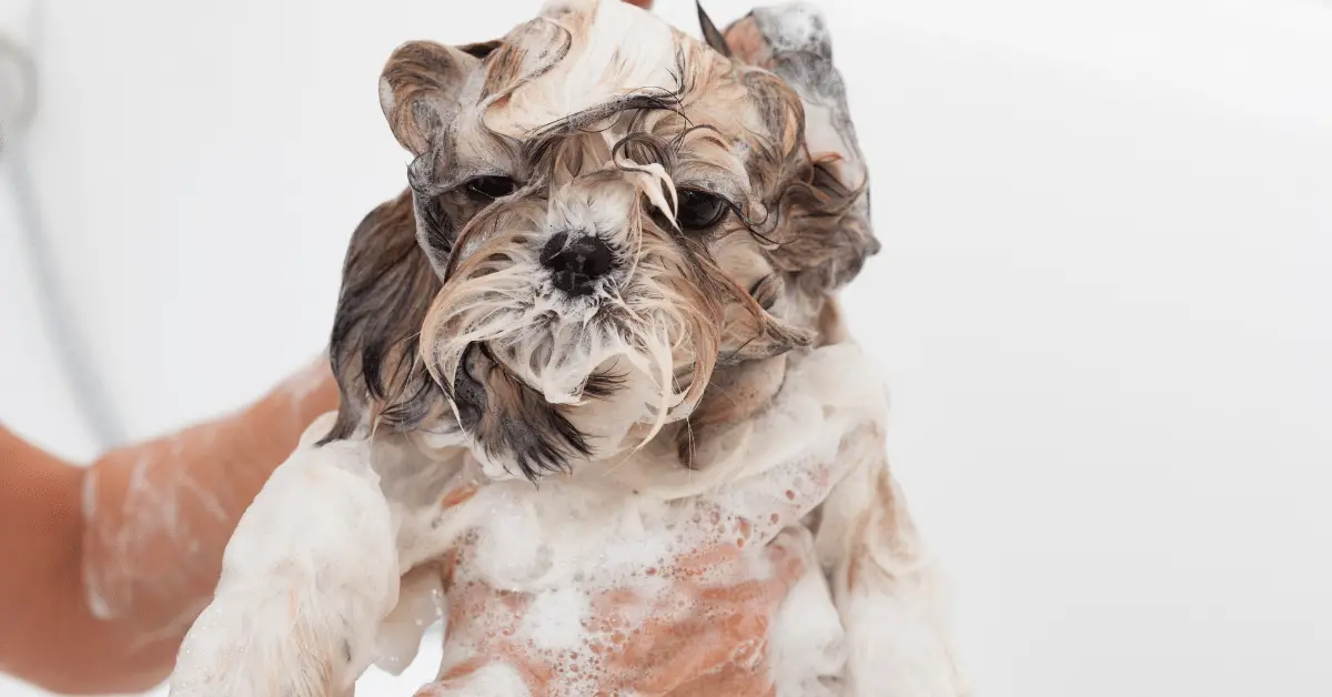 Why Does My Shih Tzu Smell Even After A Bath