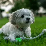 11 Tips to Help Keep Your Shih Tzu Cool in the Summer