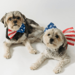 How to Keep Your Dog Calm on the Fourth of July: 11 Tips and Tricks