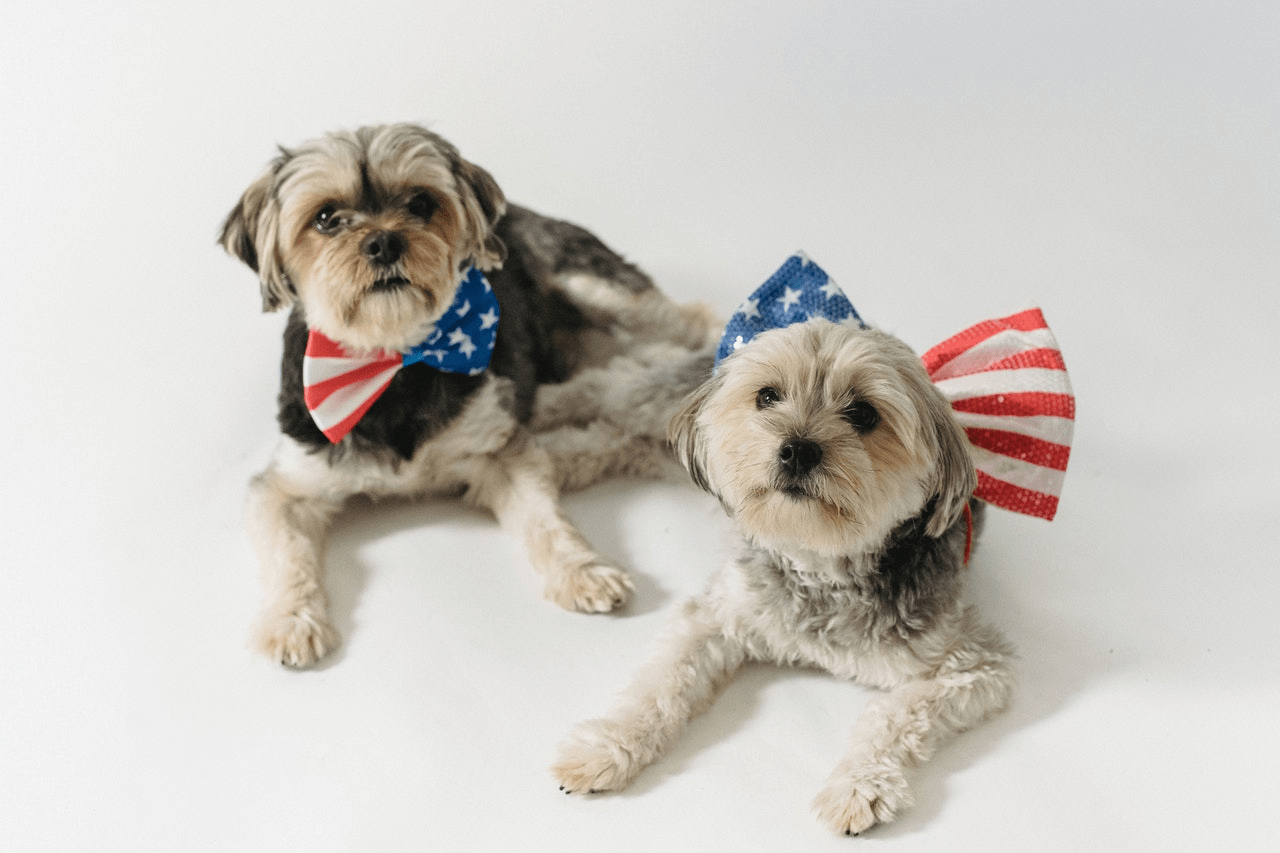 How to Keep Your Dog Calm on the Fourth of July 11 Tips and Tricks Shih Tzu Care Guide