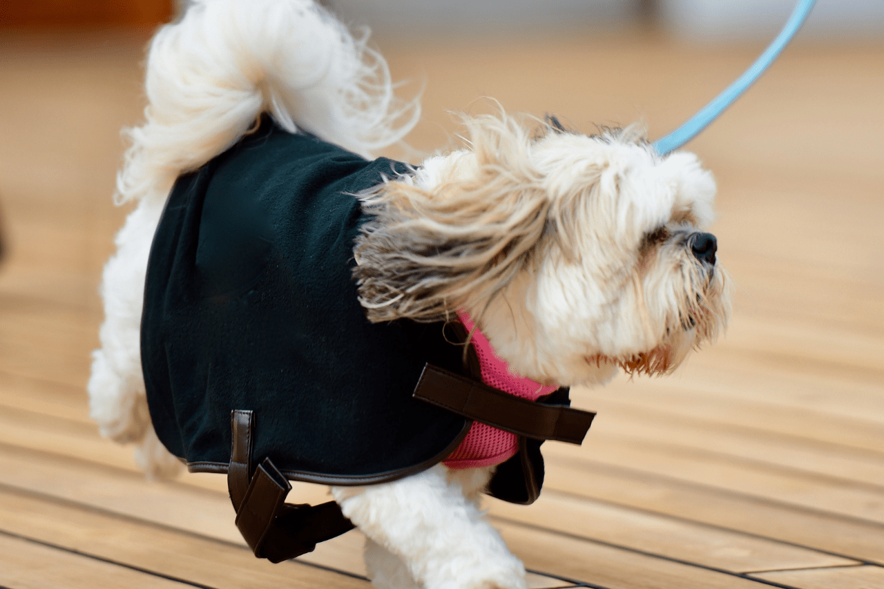 how-often-should-you-walk-a-shih-tzu-shih-tzu-care-guide