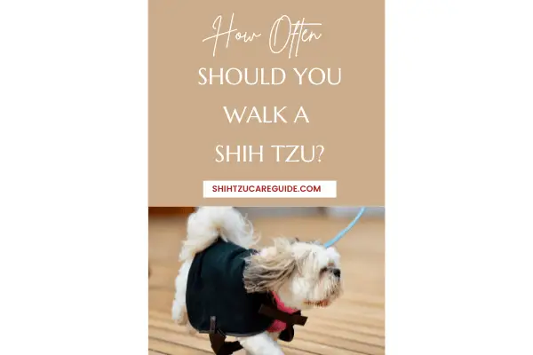 Pinterest pin for How often should you walk a Shih Tzu