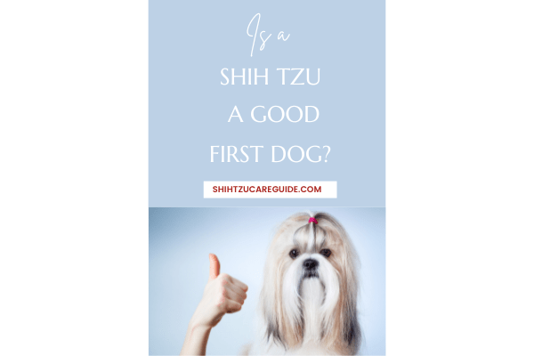 Pinterest pin for Is a Shih Tzu a Good First Dog