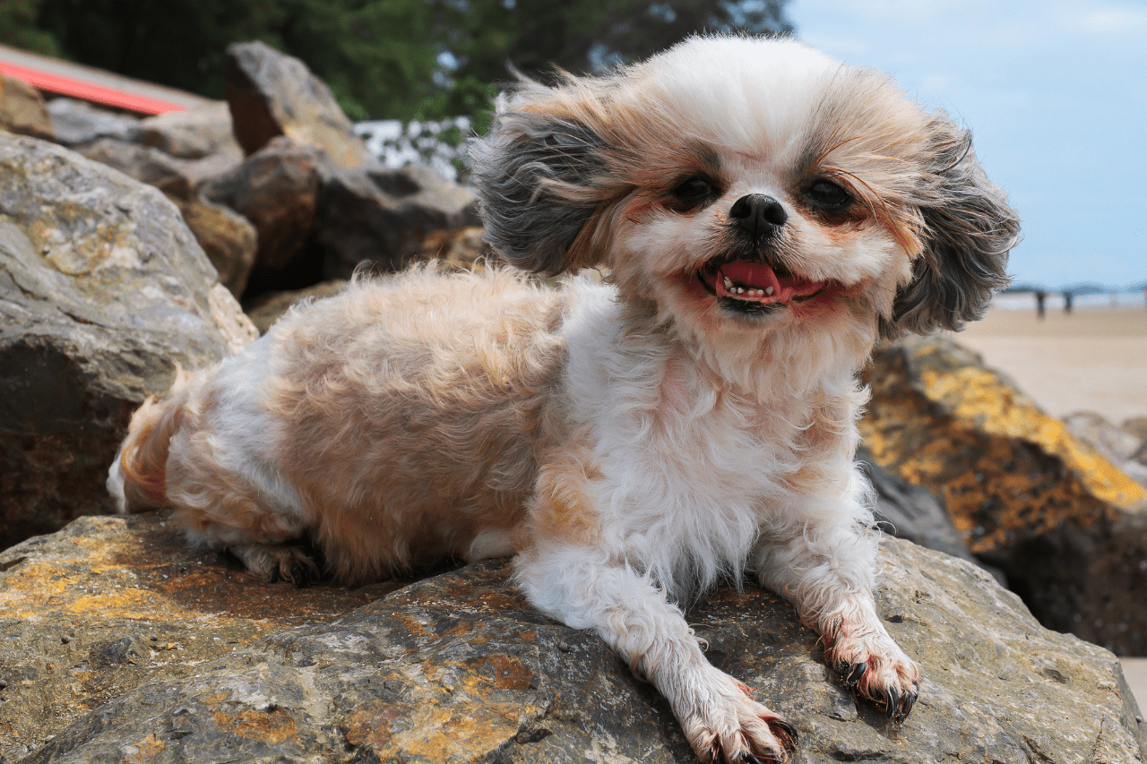 Are Shih Tzu's Aggressive? Shih Tzu Care Guide
