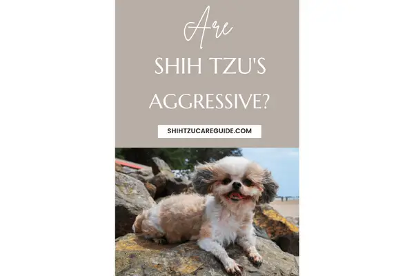 Pinterest pin Are Shih Tzu's Aggressive