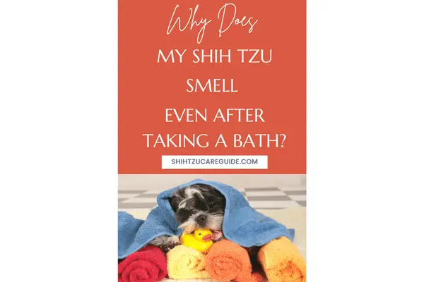 Pinterest pin for why does my Shih Tzu smell even after taking a bath