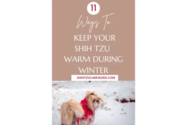 Pinterest pin 11 ways to keep your Shih Tzu warm during winter