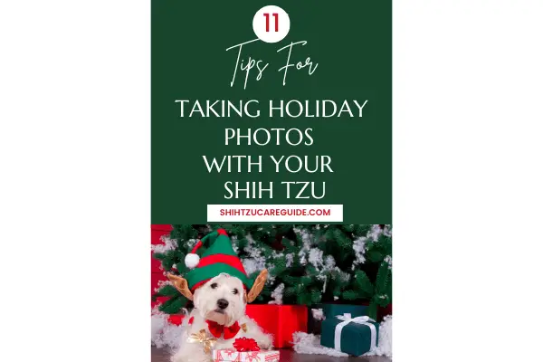 Pinterest pin 11 tips for taking holiday photos with your Shih Tzu
