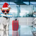 10 Holiday Travel Tips for Shih Tzu Owners