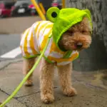 6 Rainy Day Walking Essentials for Your Shih Tzu