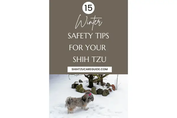 Pinterest pin 15 winter safety tips for your Shih Tzu