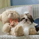 10 Tips for the First Day Bringing Your New Shih Tzu Puppy Home