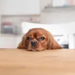 12 Easy Ways to Puppy Proof Your Home