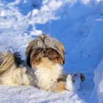 Are Shih Tzus Cold Weather Dogs?