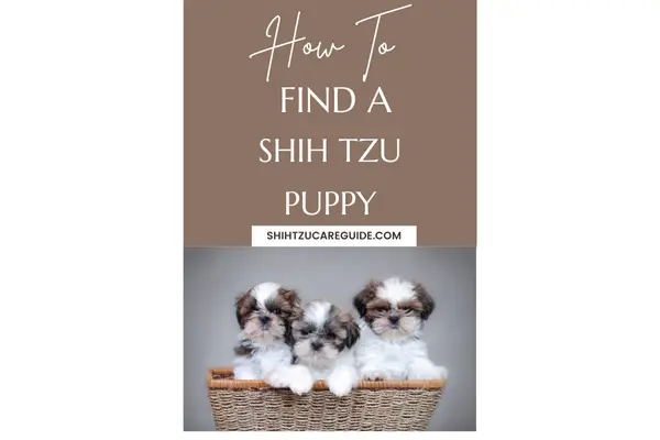 Pinterest pin how to find a Shih Tzu puppy