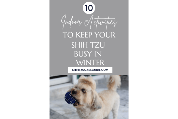 Pinterest pin 10 indoor activities to keep your Shih Tzu busy in winter