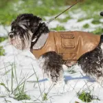 How to Choose a Winter Coat for Your Shih Tzu