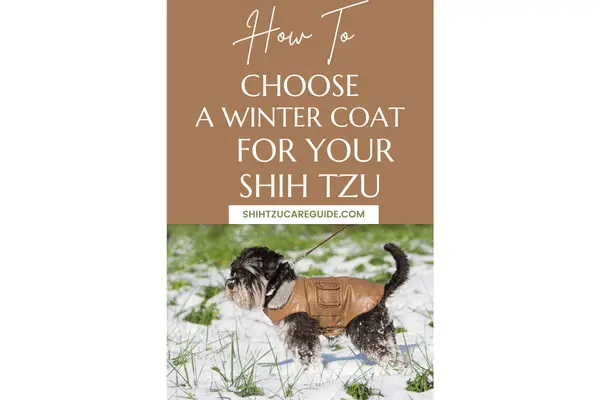 How to choose a winter coat for your Shih Tzu